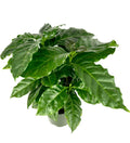 Coffee Plant in 4" Pot, Coffea Arabica Indoor Houseplant, Air Purifying, Easy Care, Greenery, Beginner Friendly