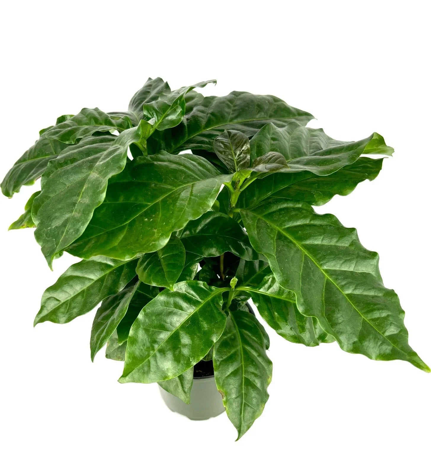 Coffee Plant in 4" Pot, Coffea Arabica Indoor Houseplant, Air Purifying, Easy Care, Greenery, Beginner Friendly