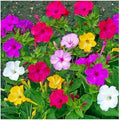 Mixed Four O'Clock Seeds - 100+ Count, Tender Perennial, Reseeding Exotic Garden Plants (Mirabilis jalapa)