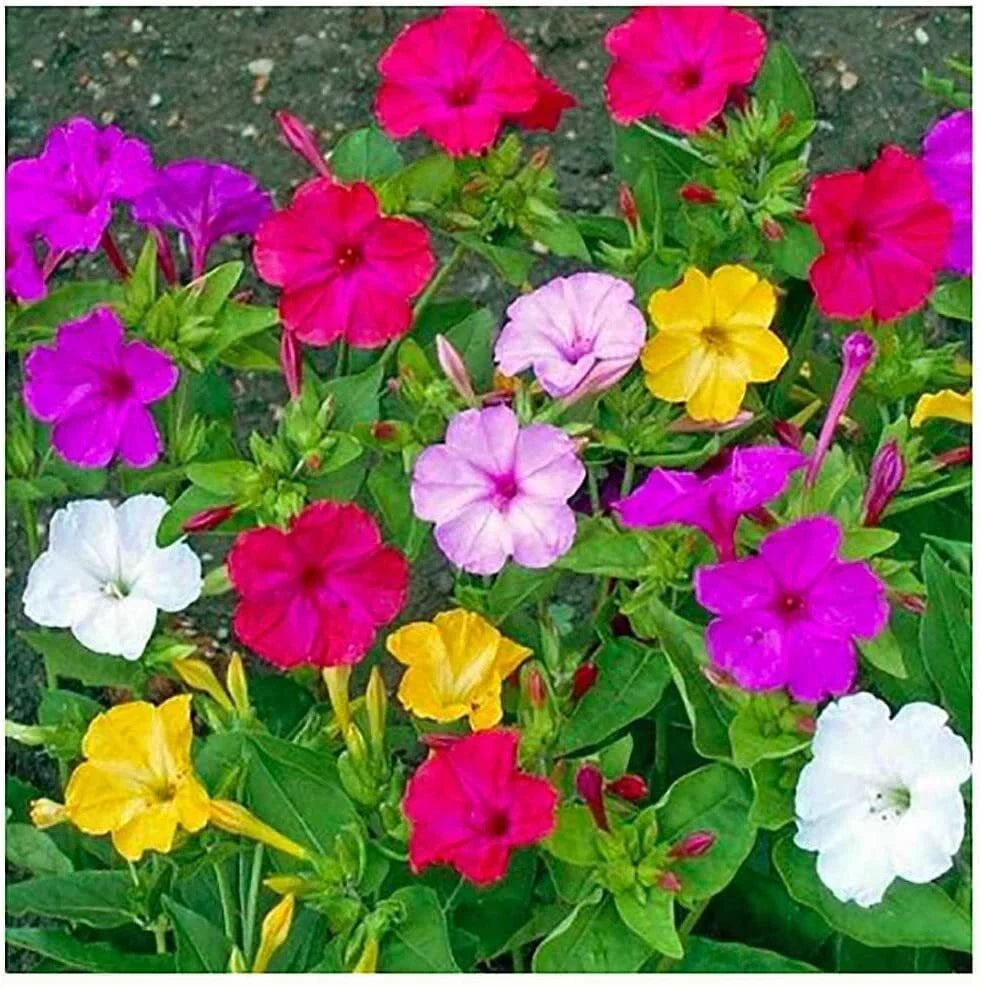 Mixed Four O'Clock Seeds - 100+ Count, Tender Perennial, Reseeding Exotic Garden Plants (Mirabilis jalapa)