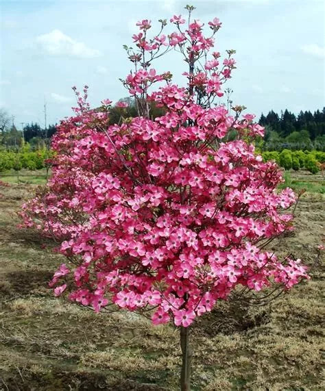 Cherokee Chief Dogwood Tree - Live Bare Root Plant, Red Flowers, Cornus florida 'Cherokee Chief'
