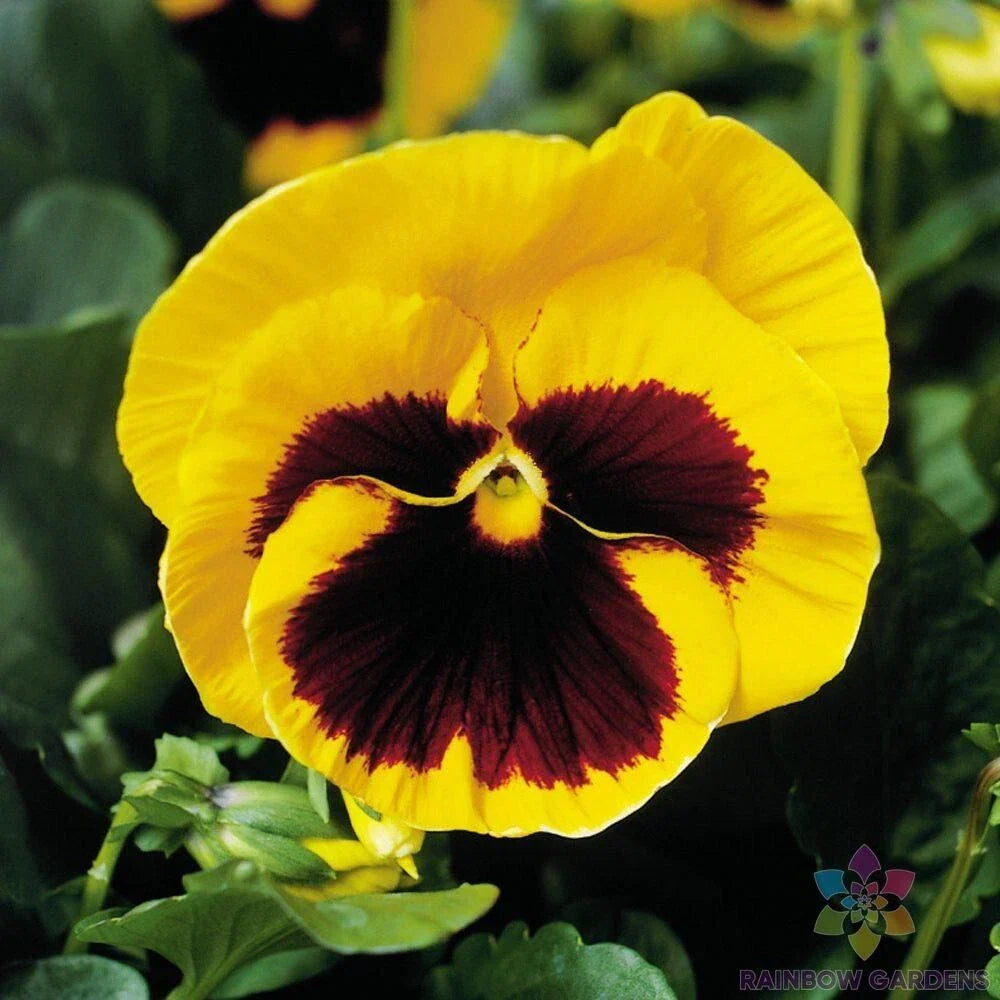Majestic Giants Yellow Blotch Pansy Seeds - Viola tricolor Flower Seeds for Garden & Pots, 200+ Count