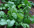 Arugula Seeds 200g Heirloom Rocket Eruca sativa Organic Garden Plant for Salad Greens and Garnishes