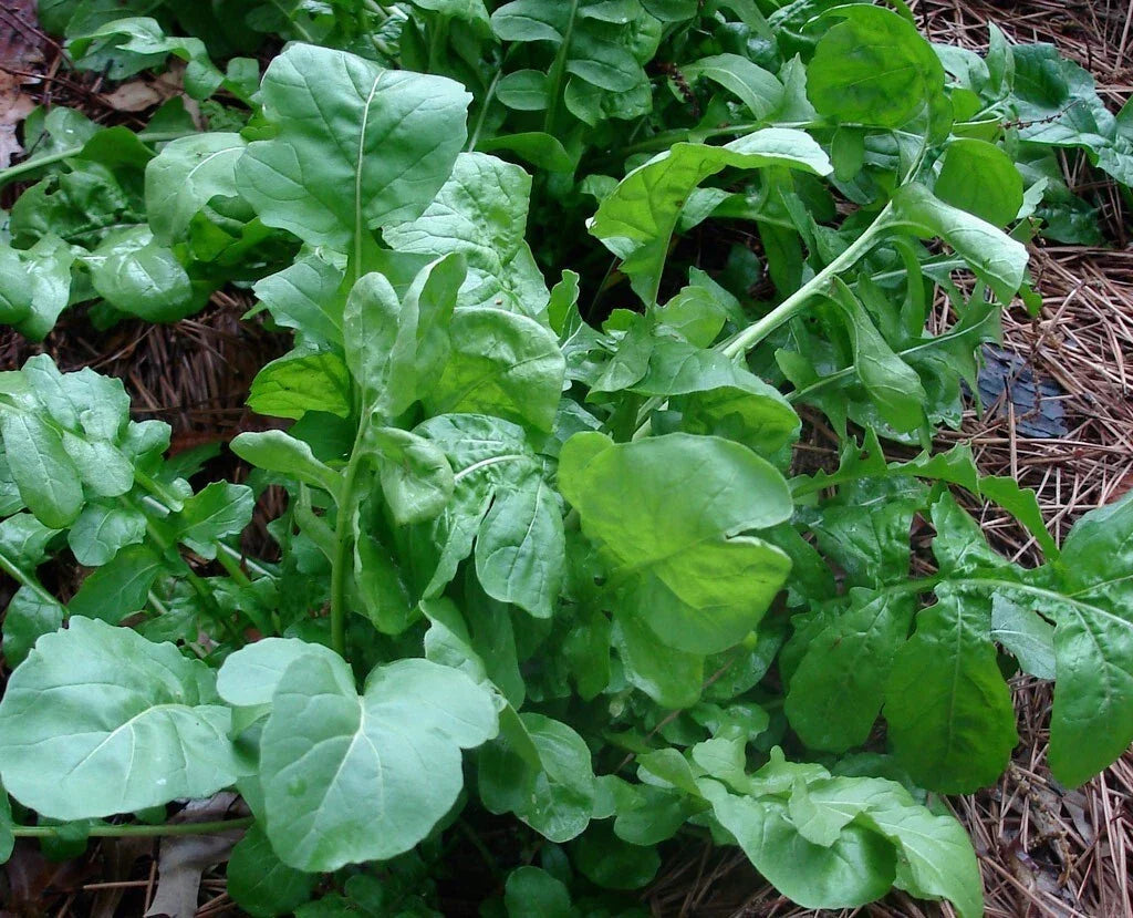 Arugula Seeds 200g Heirloom Rocket Eruca sativa Organic Garden Plant for Salad Greens and Garnishes