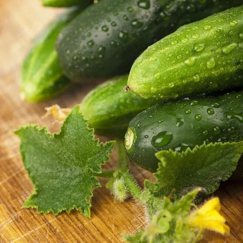 Non-GMO Long Green Cucumber Seeds for Home Garden – Cucumis sativus, Crisp & Tender, Pack of 20