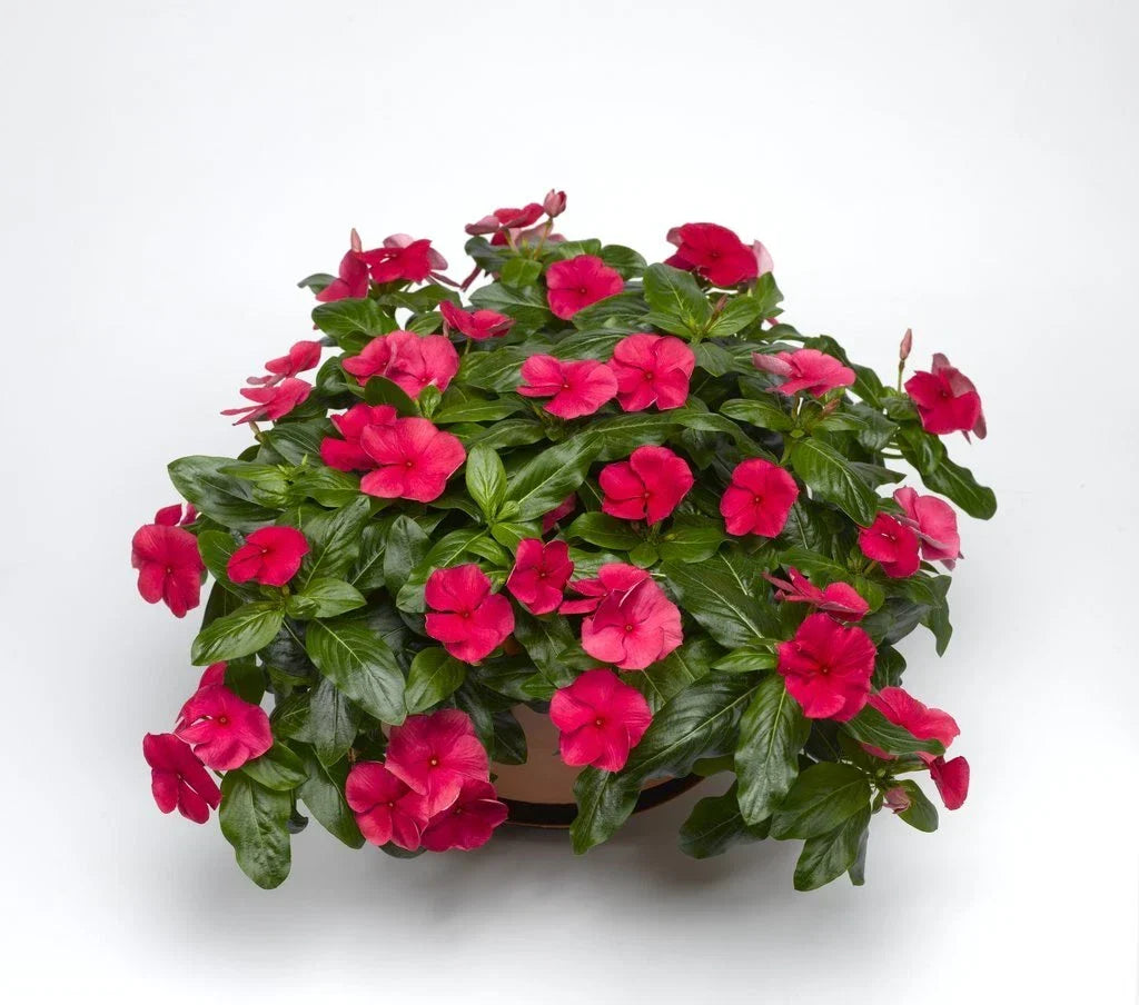 Vinca Sunsplash Cherry Seeds 500 Pack - Catharanthus roseus - Bright Red Blooms for Gardens & Containers