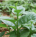 Green Malabar Short Vine Spinach Seeds - Basella alba, 50+ Pack, Edible Vine, Vietnamese Mung Toi Khong Leo, Nutritious Greens Seeds