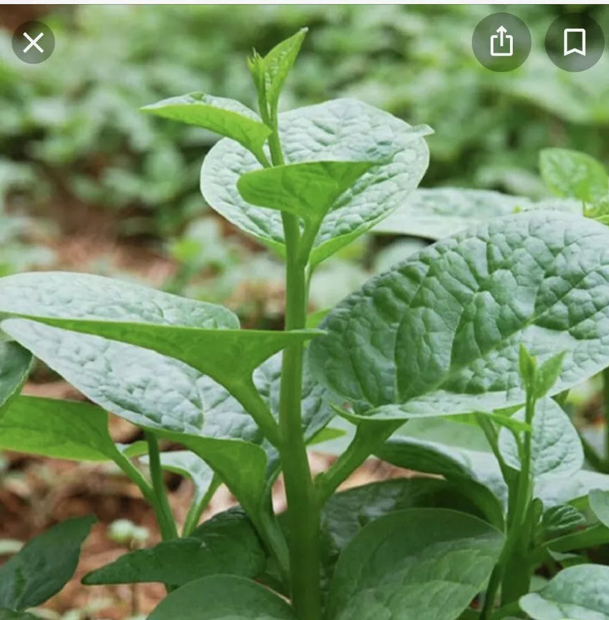 Green Malabar Short Vine Spinach Seeds - Basella alba, 50+ Pack, Edible Vine, Vietnamese Mung Toi Khong Leo, Nutritious Greens Seeds