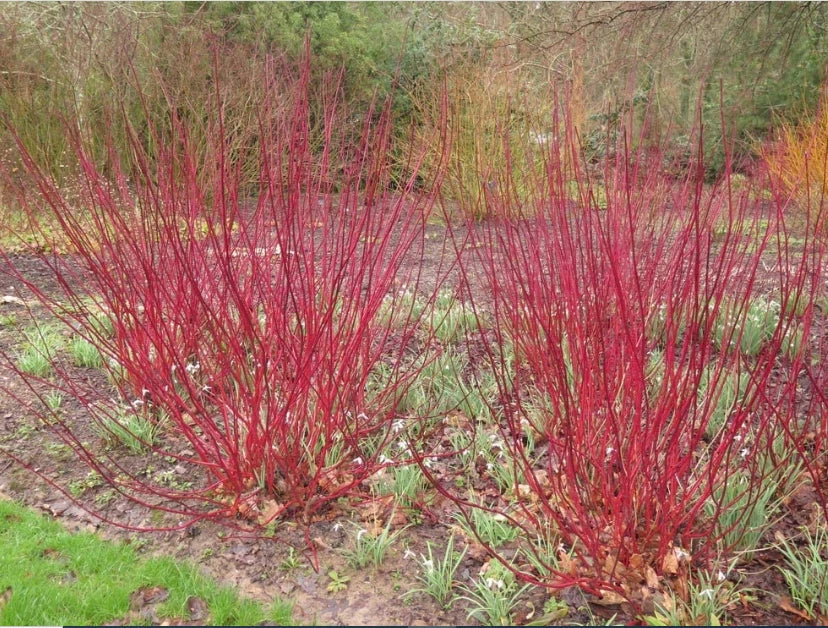 Red Dogwood Cuttings 8 Pack - Easy to Grow Cornus florida No Roots Deciduous Shrub for Landscaping