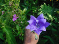 Balloon Flower Seeds Mix - 35+ Perennial Seeds for Platycodon grandiflorus, Blue, Pink & White Blooms, Easy to Grow