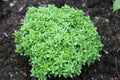 Spicy Globe Basil Seeds - 100 Pack, Compact Globe-Shaped Herb, Culinary Basil (Ocimum basilicum 'Spicy Globe')
