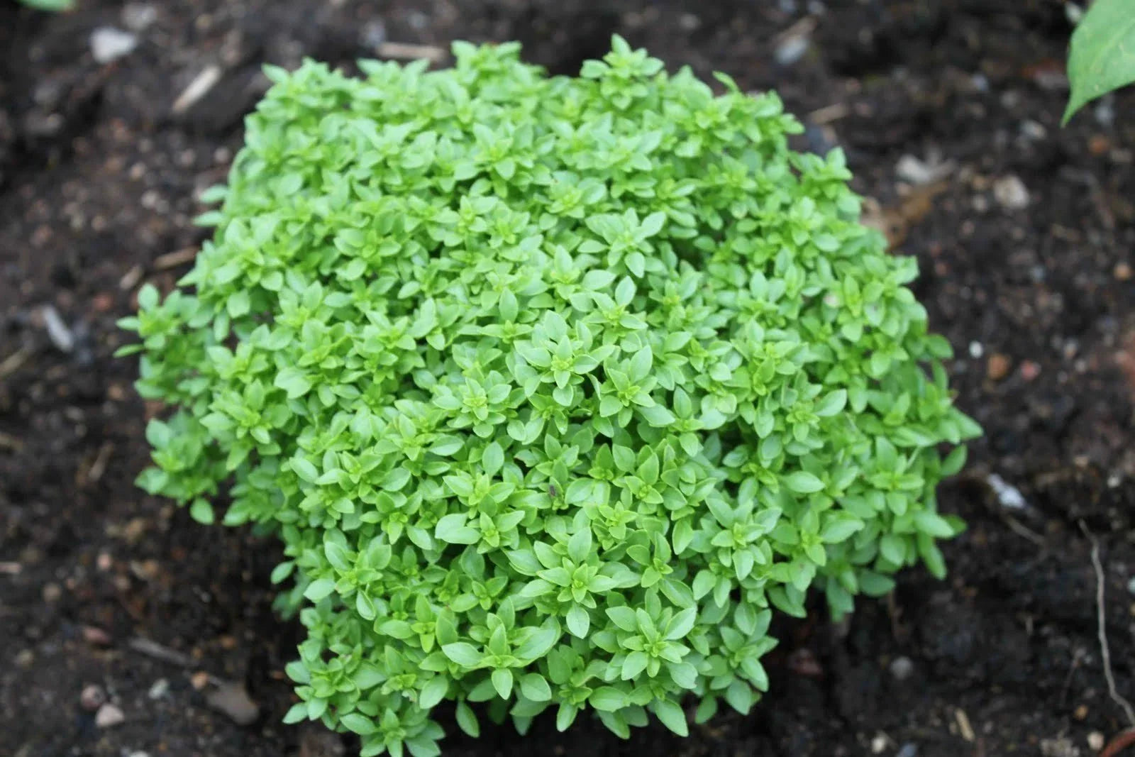 Spicy Globe Basil Seeds - 100 Pack, Compact Globe-Shaped Herb, Culinary Basil (Ocimum basilicum 'Spicy Globe')