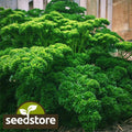 Triple Curled Parsley Seeds - Heirloom Non-GMO Herb Seeds for Culinary & Garden Use | Petroselinum crispum