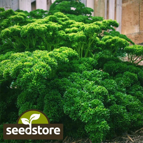 Triple Curled Parsley Seeds - Heirloom Non-GMO Herb Seeds for Culinary & Garden Use | Petroselinum crispum