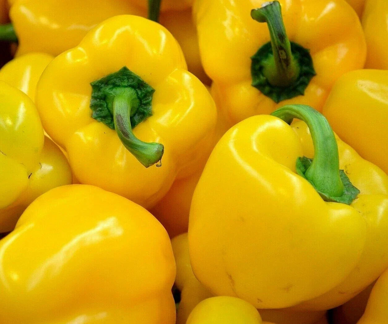 Yellow Bell Pepper Seeds - 30+ "Canary" Non-GMO Capsicum annuum for Garden, Container Growing