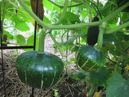 Buttercup Squash Seeds - Turban Shape, Sweet Potato Flavor, Cucurbita maxima, Organic Non-GMO, Heirloom Vegetable Seeds