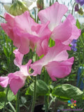 Aunt Jane Sweet Pea Seeds - 50+ Heirloom Seeds for Climbing Garden Planting - Lathyrus odoratus