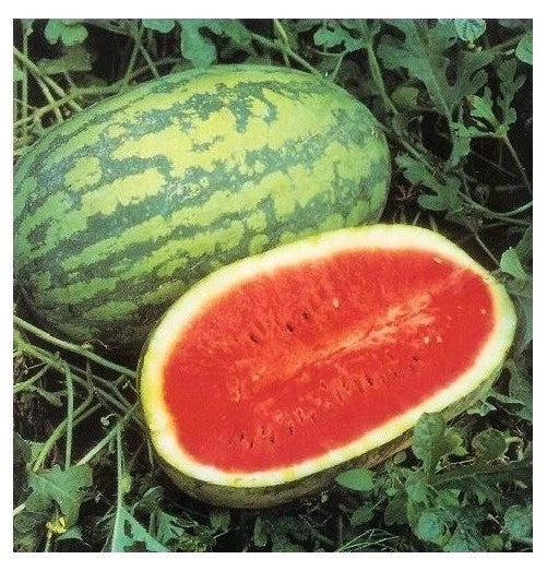 Jubilee Watermelon Seeds - Heirloom Red Variety - Citrullus lanatus - Large Fruit, High Yield, Heirloom Seed Pack