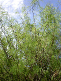 Chilean Mesquite Seeds 30 Count, Drought-Tolerant Prosopis chilensis for Landscaping & Erosion Control