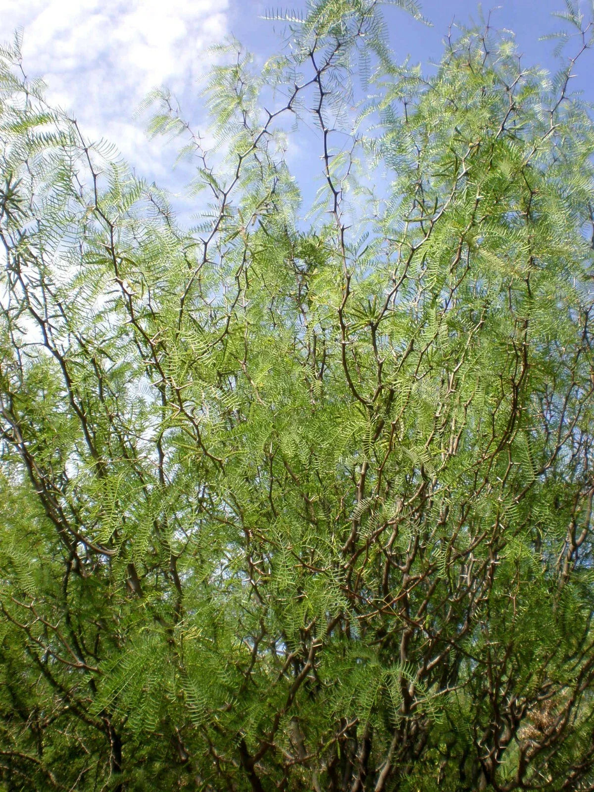 Chilean Mesquite Seeds 30 Count, Drought-Tolerant Prosopis chilensis for Landscaping & Erosion Control