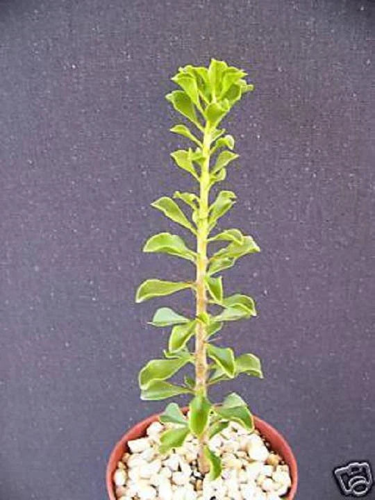 Rare Cacti Plant - Pereskia portulacifolia in 4" Pot - Natural Bonsai Caudex Cactus