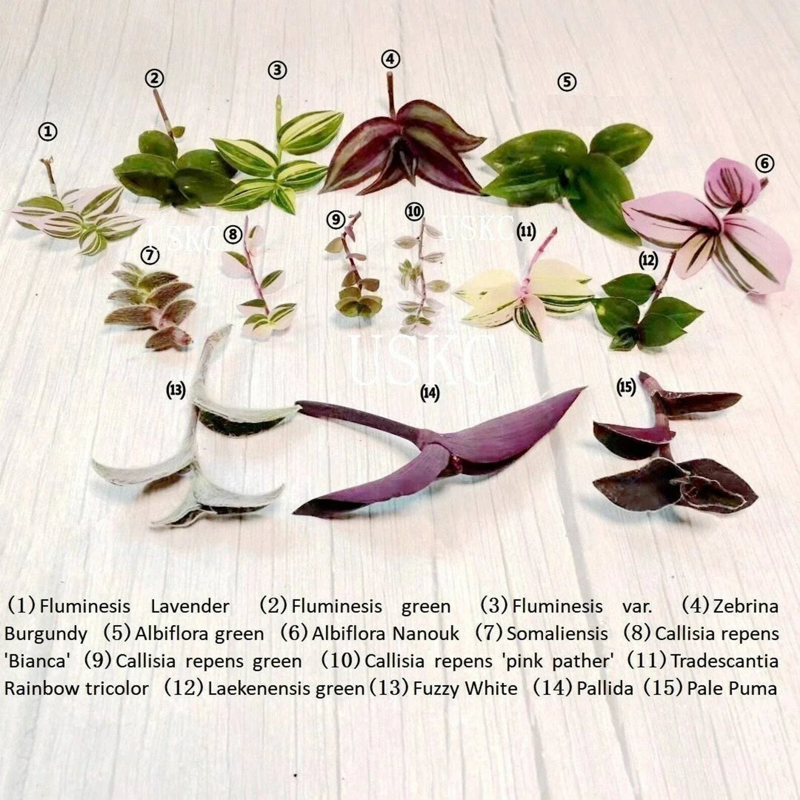 Fresh Green Plant Cuttings for Propagation – Indoor Gardening, Vining & Bushy Varieties, Eco-Friendly, Ready to Root