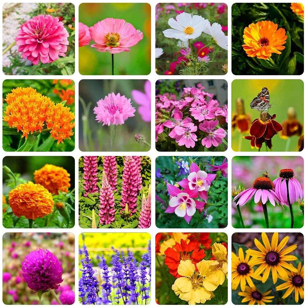 Bulk Wildflower Seeds Packet - 10000+ Varieties Eco-Friendly Native Mix