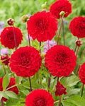Dahlia Tubers 3 Large Red Cap Ball Dahlia pinnata Flowering Bulbs for Garden, Landscape, and Cut Flowers