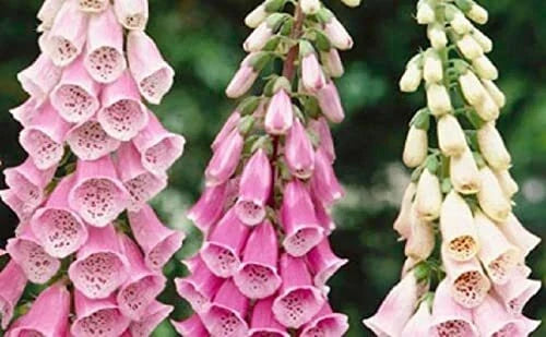 Foxglove Flower Seeds - Mixed Color, Over 1,000 Seeds, Digitalis purpurea, Perennial, Tall Spikes, Pollinator Attractant