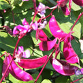 Purple Moon Hyacinth Bean Seeds - Climbing Vine Pack, Edible Beans, Lablab purpureus for Garden, Fences, Trellises