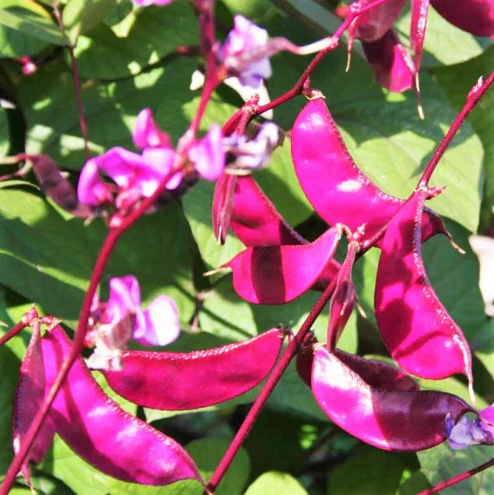 Purple Moon Hyacinth Bean Seeds - Climbing Vine Pack, Edible Beans, Lablab purpureus for Garden, Fences, Trellises