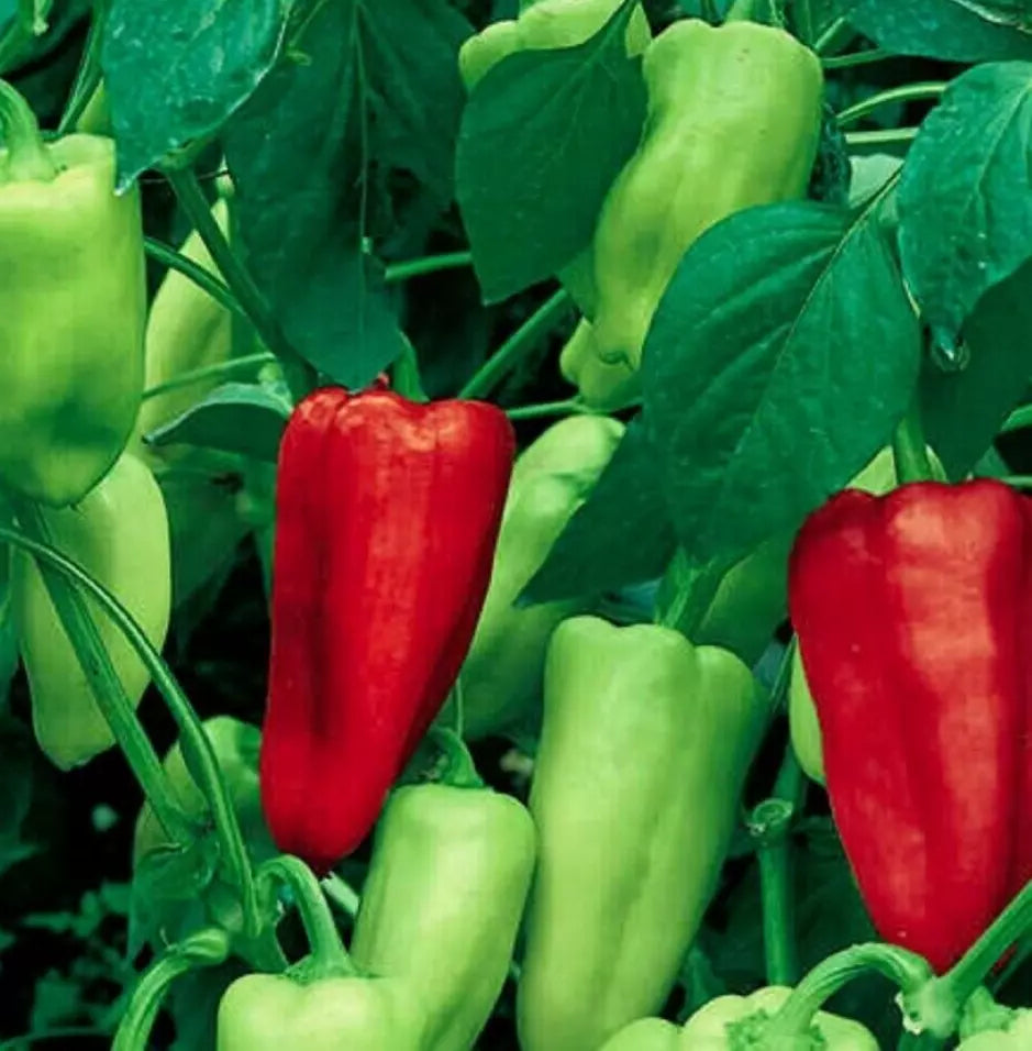 Sweet Pepperoncini Seeds - Organic Heirloom Non-GMO Capsicum Annuum for Container Gardening
