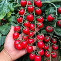 Waterfall Tomato Seeds - 200pcs Heirloom Non-GMO High-Yield Solanum lycopersicum