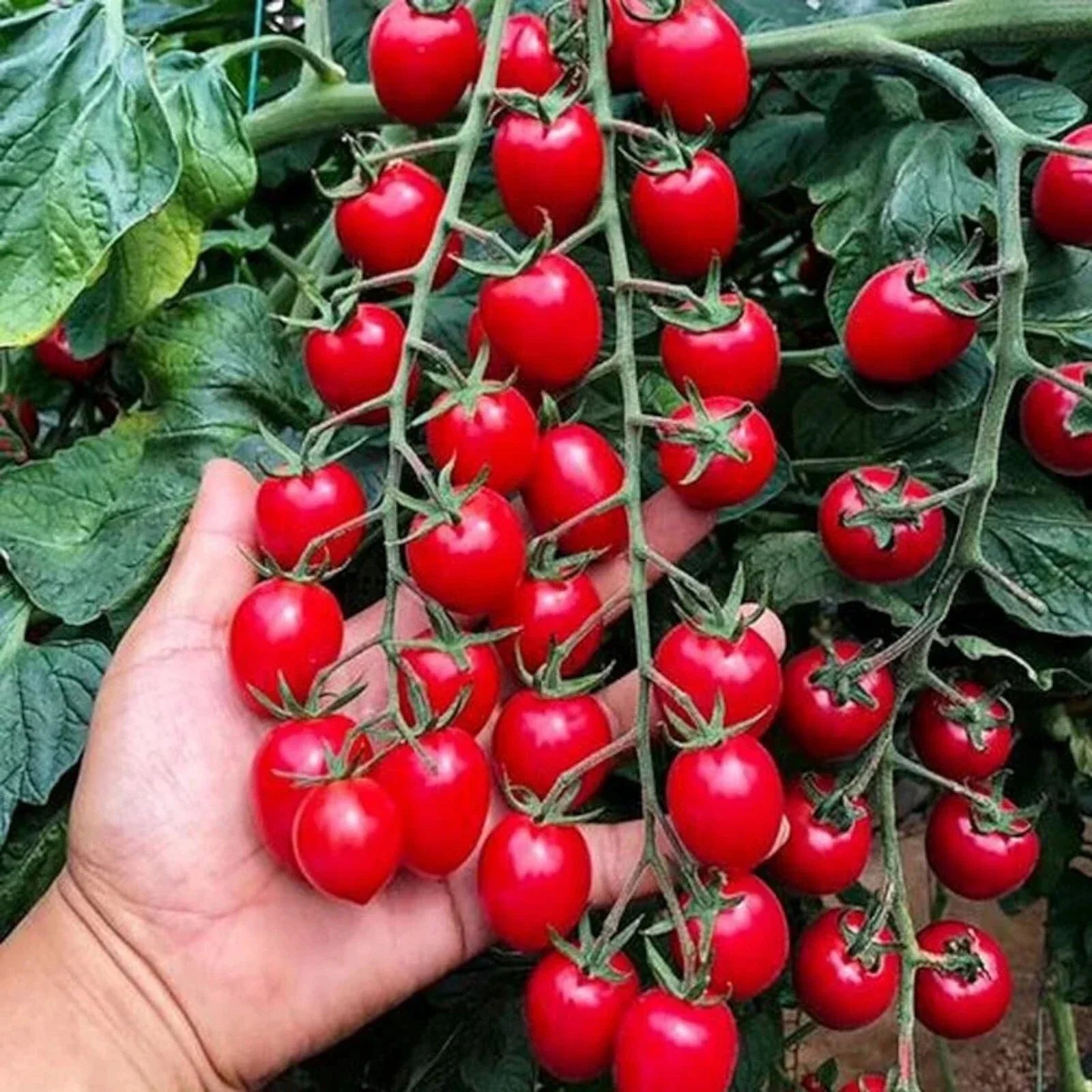 Waterfall Tomato Seeds - 200pcs Heirloom Non-GMO High-Yield Solanum lycopersicum