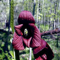 Paw Paw Fruit Tree Seeds - Stratified Asimina Triloba - Hardy Deciduous Tree for Gardening & Landscaping