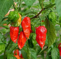 Ghost Hot Pepper Seeds - 100+ Organic Bhut Jolokia Red Chili Seeds for Spicy Cooking & Garden Growth