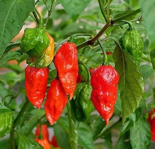 Ghost Hot Pepper Seeds - 100+ Organic Bhut Jolokia Red Chili Seeds for Spicy Cooking & Garden Growth