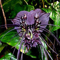 Black Bat Orchid Seeds | Rare Tacca chantrieri Tropical Houseplant & Garden Flower Seeds