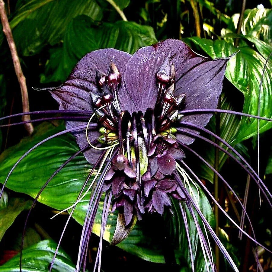 Black Bat Orchid Seeds | Rare Tacca chantrieri Tropical Houseplant & Garden Flower Seeds