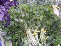Parsley Herb Seeds - Gourmet Culinary Garnish - Petroselinum crispum - Pack of 940 Seeds