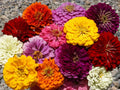 Giant Dahlia Zinnia Seeds - 126+ Cut Flower Mix for Summer Garden & Containers - Easy Grow, Vibrant Blooms, Pollinator Attractant