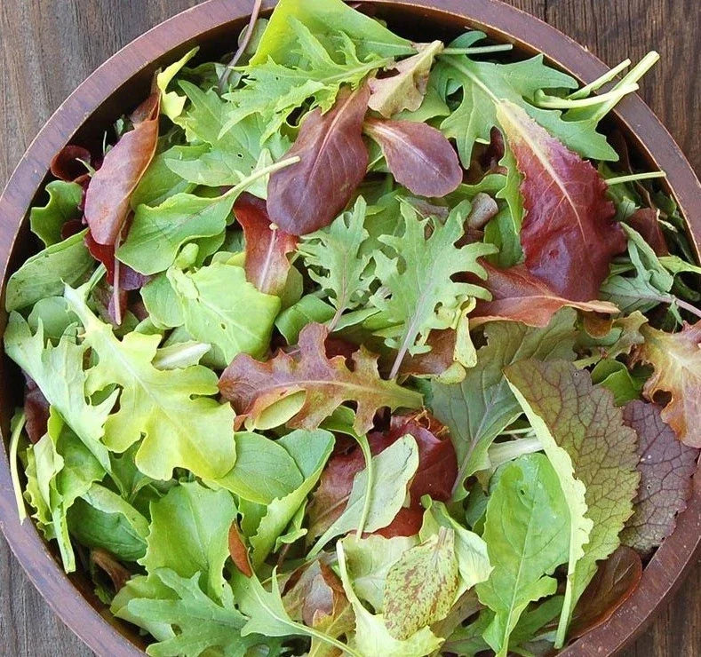 Gourmet Mesclun Mix Seeds 1oz Organic Lettuce Greens Blend for Container Garden, Edible Greens, Salad Mix, Lactuca sativa