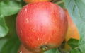 Queen Cox Apple Seeds - 25+ Pack, Malus domestica, Non-GMO, Heirloom, Home Garden, Orchard, Fruit Tree, USA Grown