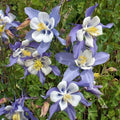 Blue Dream Columbine Seeds - Organic Perennial Seeds - Aquilegia caerulea - Easy to Grow, Attracts Pollinators, Free Shipping