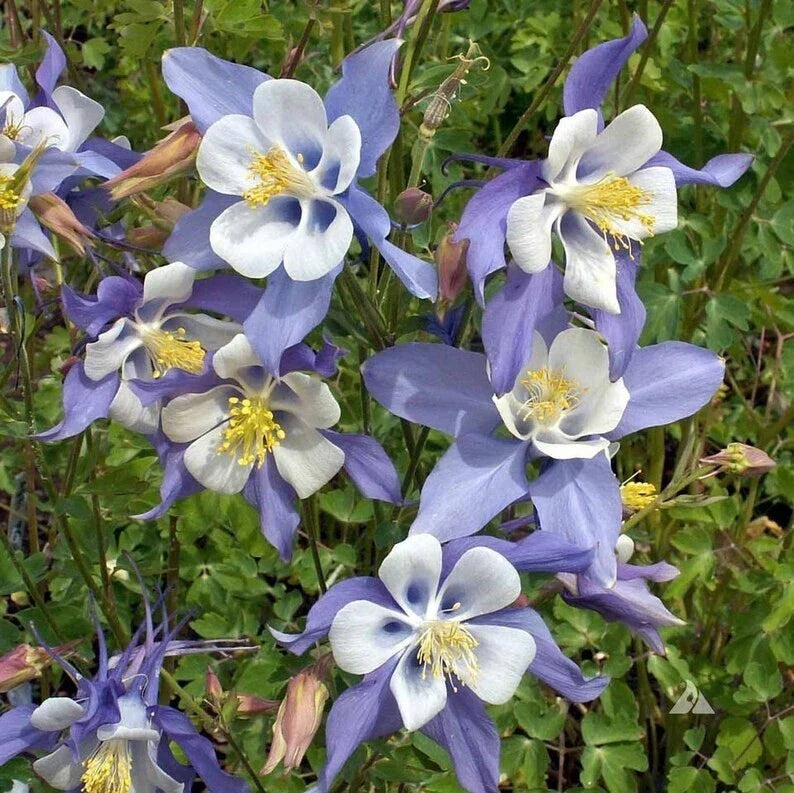 Blue Dream Columbine Seeds - Organic Perennial Seeds - Aquilegia caerulea - Easy to Grow, Attracts Pollinators, Free Shipping