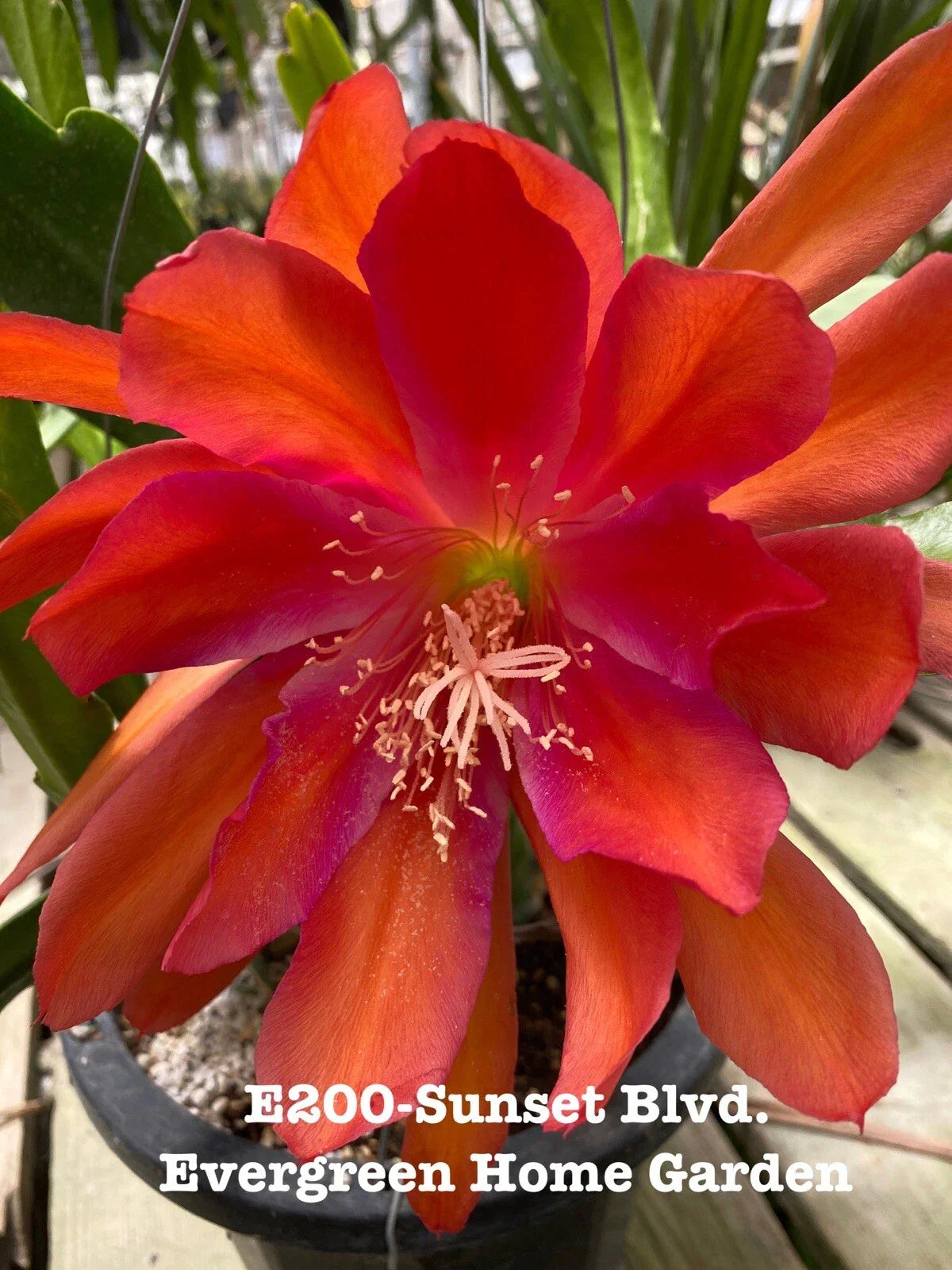 Rooted Epiphyllum Hybrid Orchid Cactus “Sunset Blvd.” 4-Inch Pot, Indoor Succulent, Vibrant Pink Orange Yellow Flowers, Epiphyllum spp.