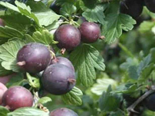 Black Velvet Gooseberry Worcesterberry Cross Live Plant - Dormant Rooted Cutting, Hardy in Zones 4-7, Ribes uva-crispa x Ribes nigrum