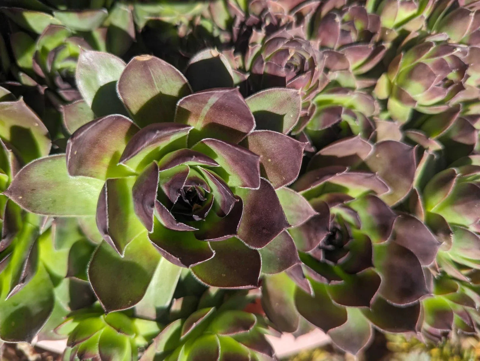Large Jovibarba Heuffelii Succulents - Hen and Chick Live Plants, Bare Root, Rosette Shape, Low-Maintenance Indoor Outdoor Garden