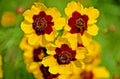 Dwarf Plains Coreopsis Seeds - Edible Medicinal Wildflower Seeds - Native Tickseed (Coreopsis tinctoria) - 2000+ Seeds