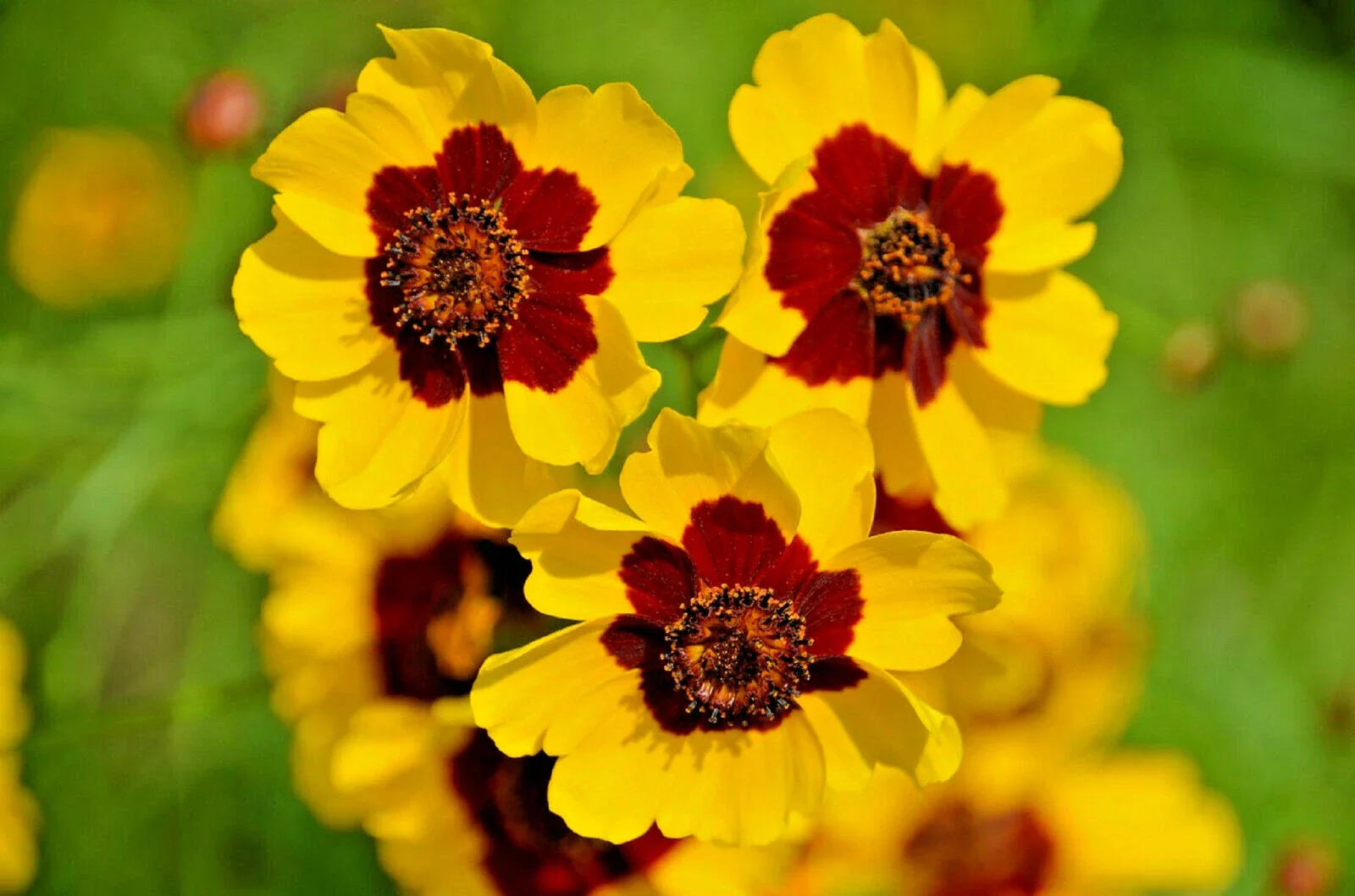 Dwarf Plains Coreopsis Seeds - Edible Medicinal Wildflower Seeds - Native Tickseed (Coreopsis tinctoria) - 2000+ Seeds